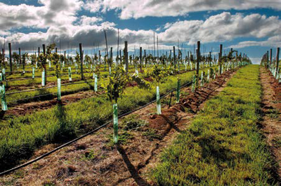 In Article: Van Diemen’s (Tasmanian) Wines