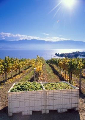 Quail's gate in Cuvées Portfolio | Okanagan Wine Country,The Most Stunning Place You’ve Never Heard Of!